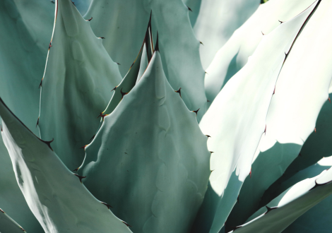 AGAVE