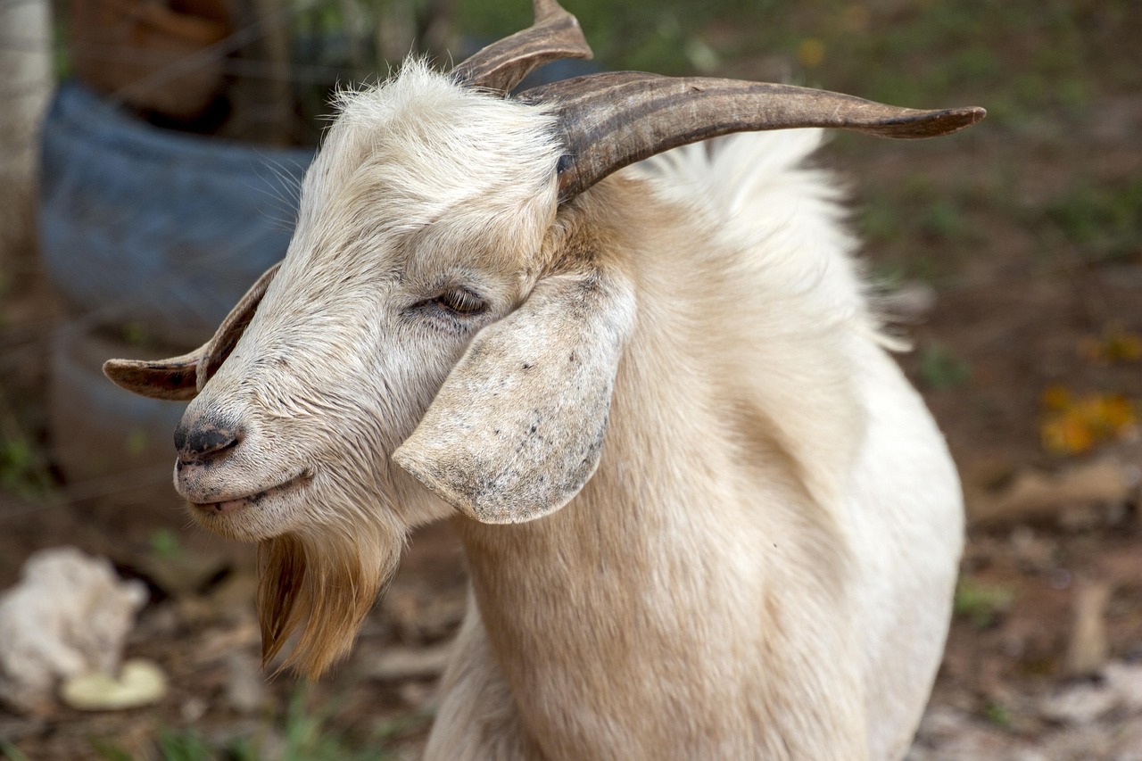 CAPRINO