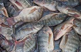 TILAPIA